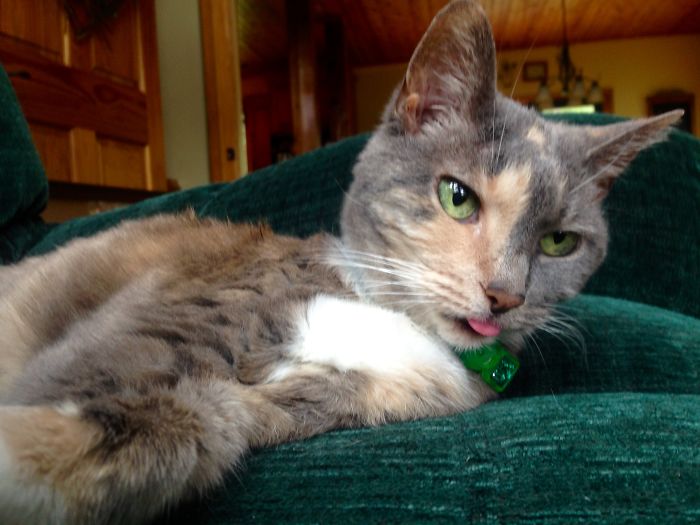 People Are Sharing Pics Of Their Cats Acting Weird (Add Yours)