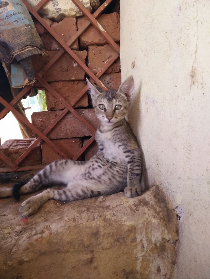 People Are Sharing Pics Of Their Cats Acting Weird (Add Yours)