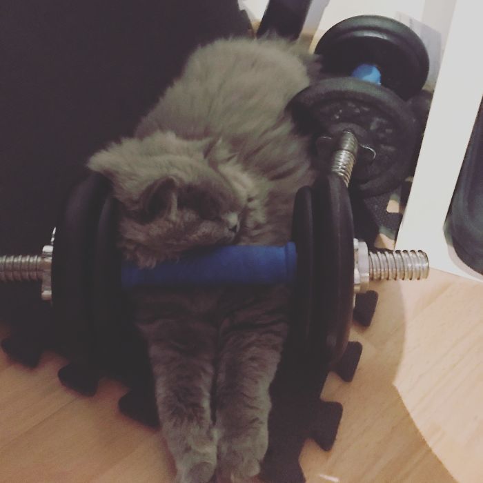 People Are Sharing Pics Of Their Cats Acting Weird (Add Yours)