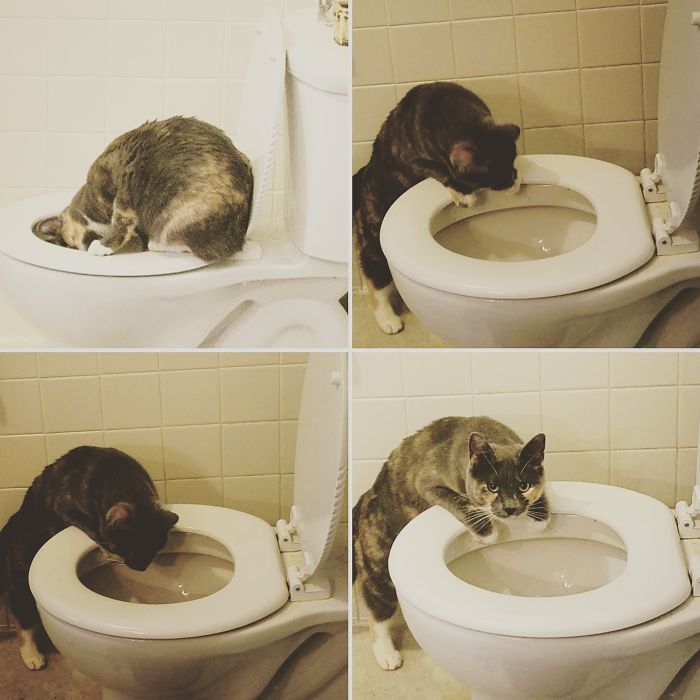 People Are Sharing Pics Of Their Cats Acting Weird (Add Yours)