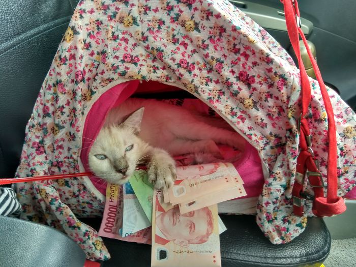 People Are Sharing Pics Of Their Cats Acting Weird (Add Yours)