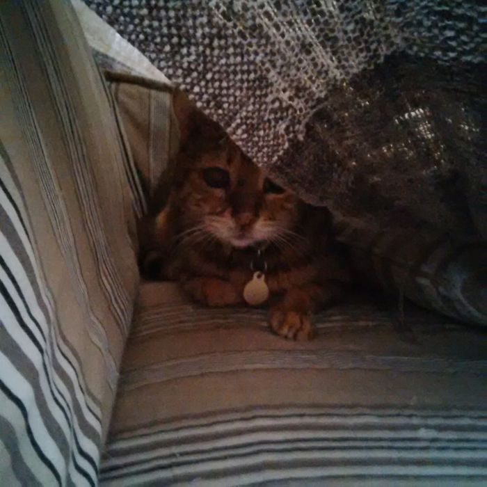 People Are Sharing Pics Of Their Cats Acting Weird (Add Yours)