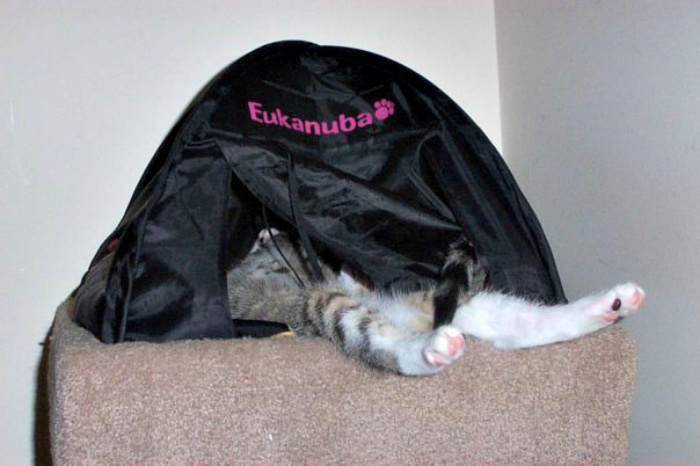 People Are Sharing Pics Of Their Cats Acting Weird (Add Yours)