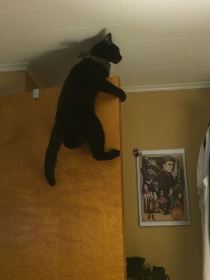 People Are Sharing Pics Of Their Cats Acting Weird (Add Yours)