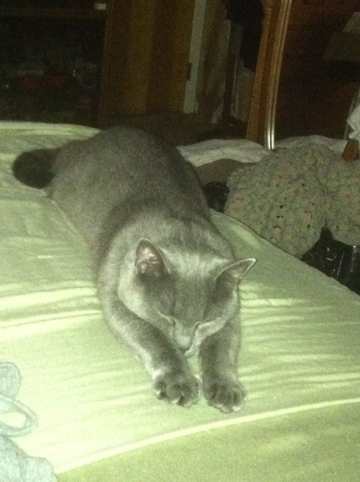 People Are Sharing Pics Of Their Cats Acting Weird (Add Yours)