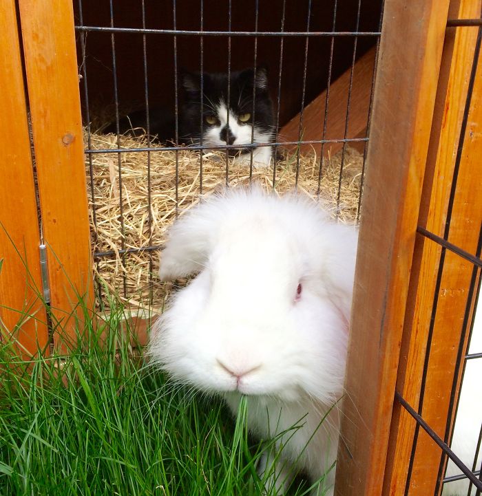 People Are Sharing Pics Of Their Cats Acting Weird (Add Yours)