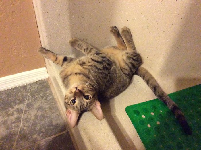People Are Sharing Pics Of Their Cats Acting Weird (Add Yours)