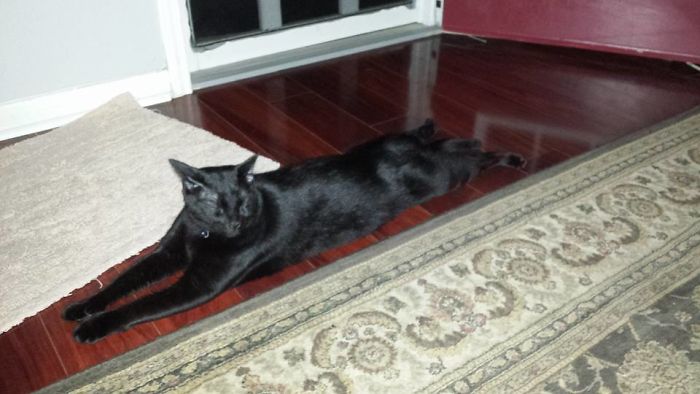 People Are Sharing Pics Of Their Cats Acting Weird (Add Yours)