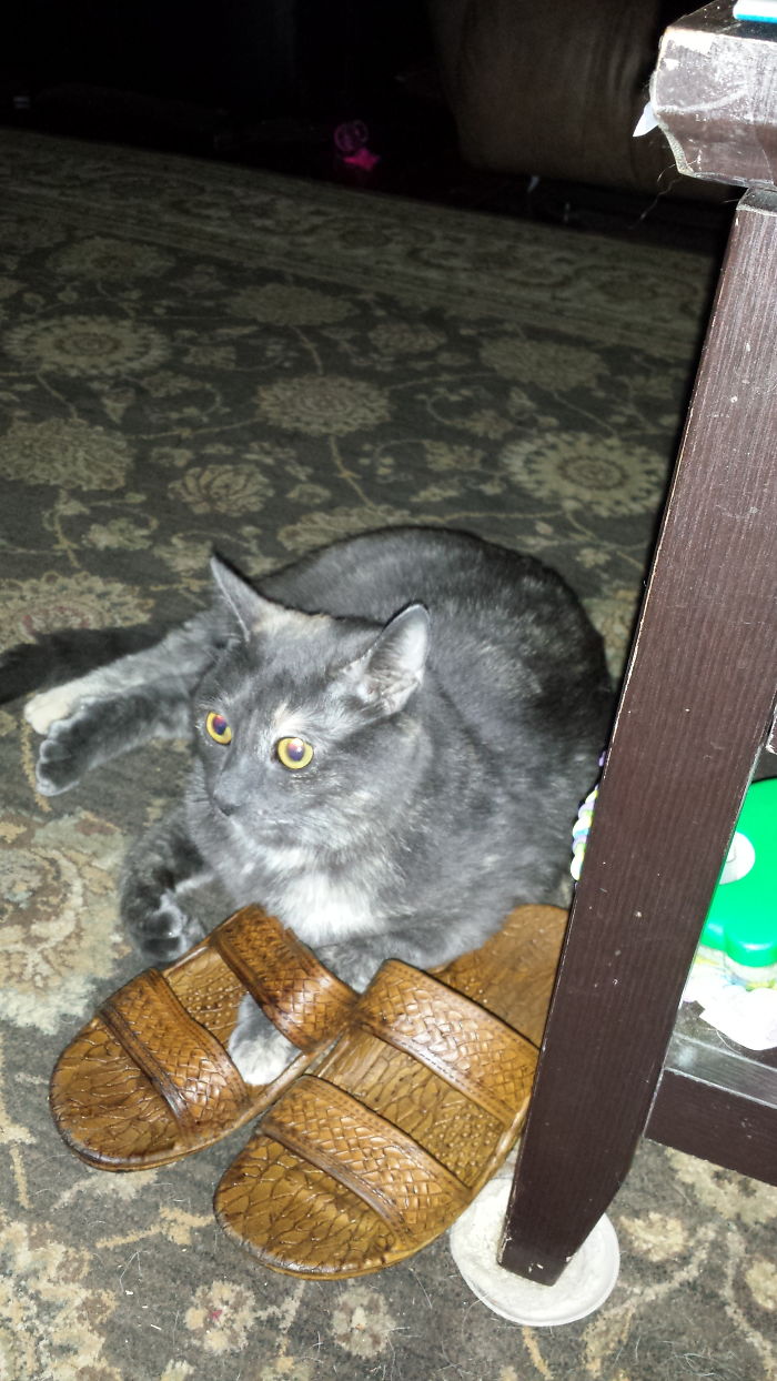 People Are Sharing Pics Of Their Cats Acting Weird (Add Yours)