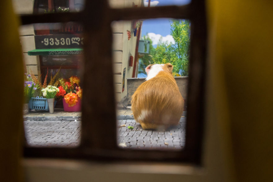 It Took Us 1984 Hours To Create This Miniature Town For Hamsters