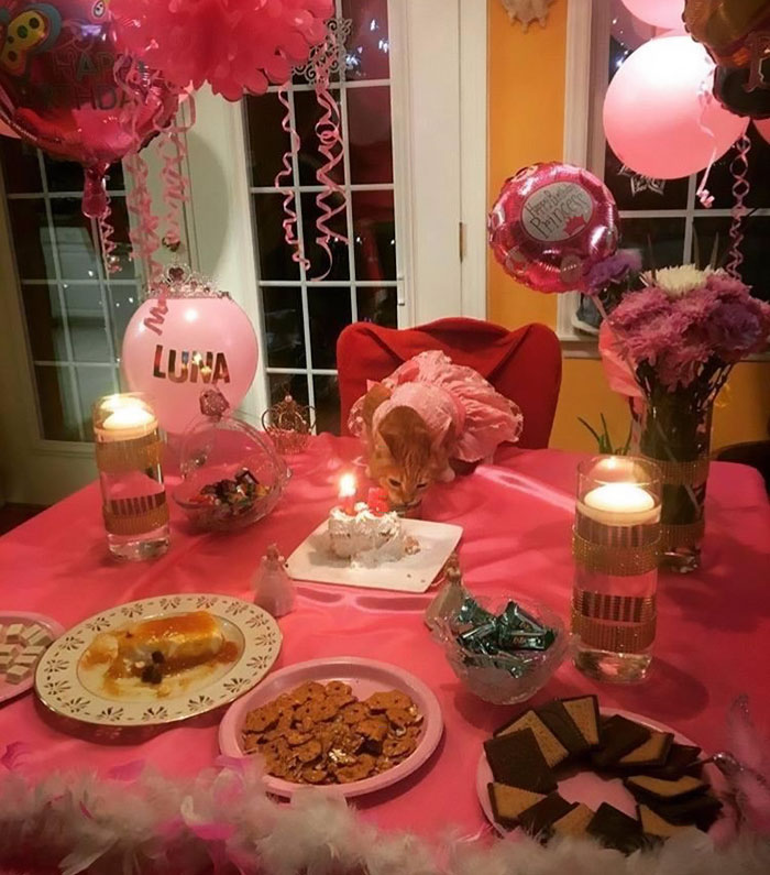 This Family Just Threw A Quinceañera Party For Their 15-Year-Old Cat To Celebrate Her Birthday
