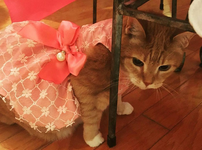 This Family Just Threw A Quinceañera Party For Their 15-Year-Old Cat To Celebrate Her Birthday