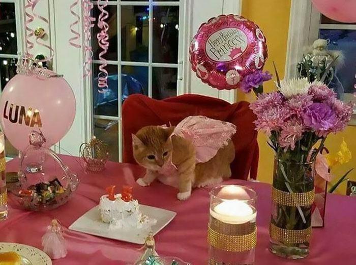 This Family Just Threw A Quinceañera Party For Their 15-Year-Old Cat To Celebrate Her Birthday
