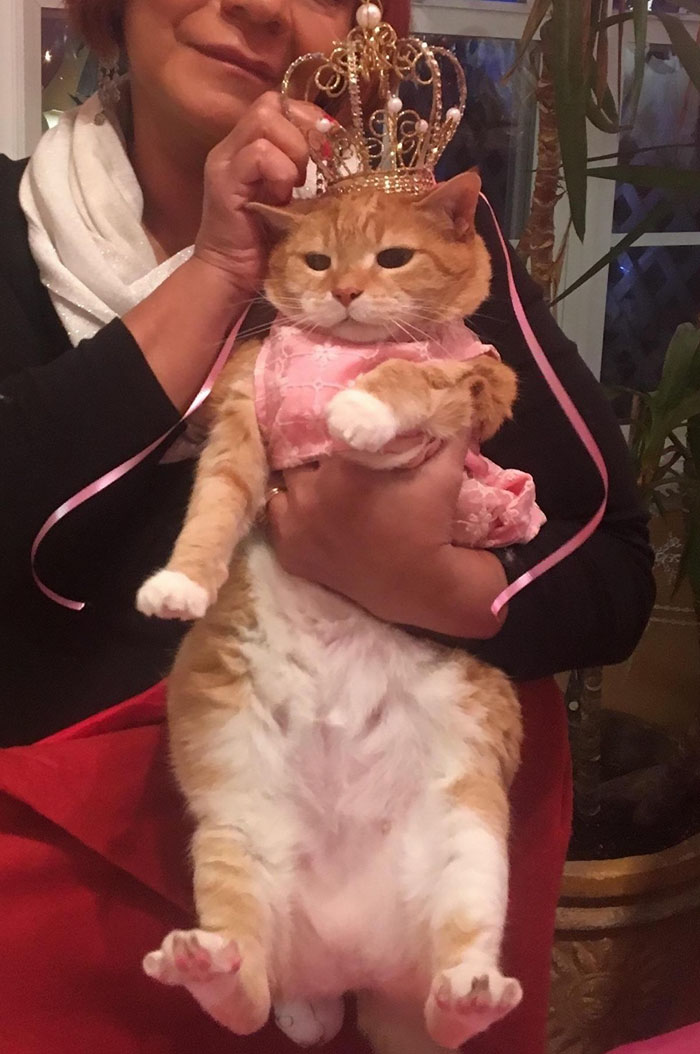 This Family Just Threw A Quinceañera Party For Their 15-Year-Old Cat To Celebrate Her Birthday