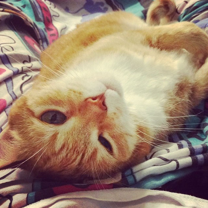 This Family Just Threw A Quinceañera Party For Their 15-Year-Old Cat To Celebrate Her Birthday