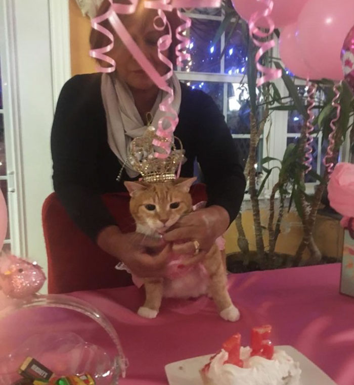 This Family Just Threw A Quinceañera Party For Their 15-Year-Old Cat To Celebrate Her Birthday