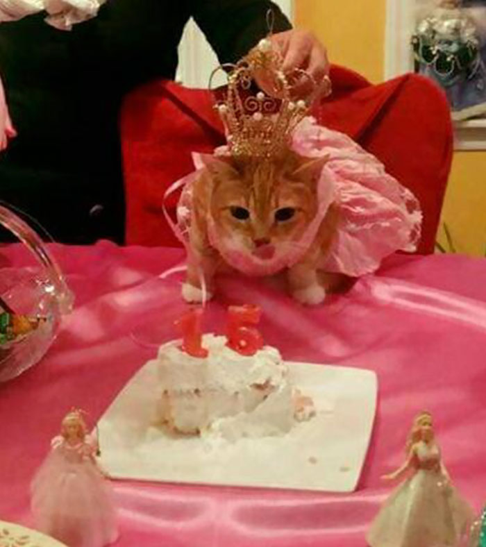 This Family Just Threw A Quinceañera Party For Their 15-Year-Old Cat To Celebrate Her Birthday