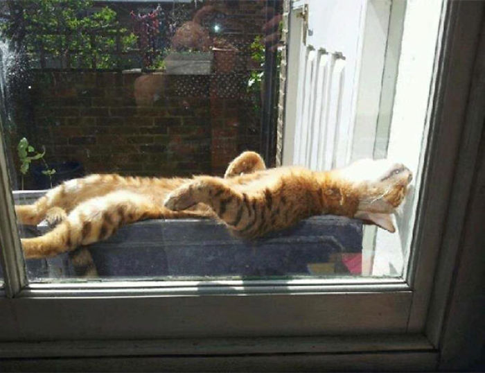 188 Cats Who Love Sun More Than Anything 188 Cats Who Love Sun More Than Anything