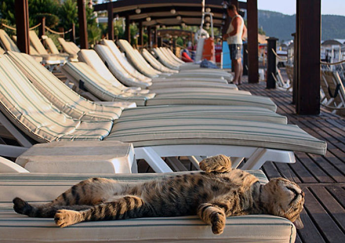 188 Cats Who Love Sun More Than Anything 188 Cats Who Love Sun More Than Anything