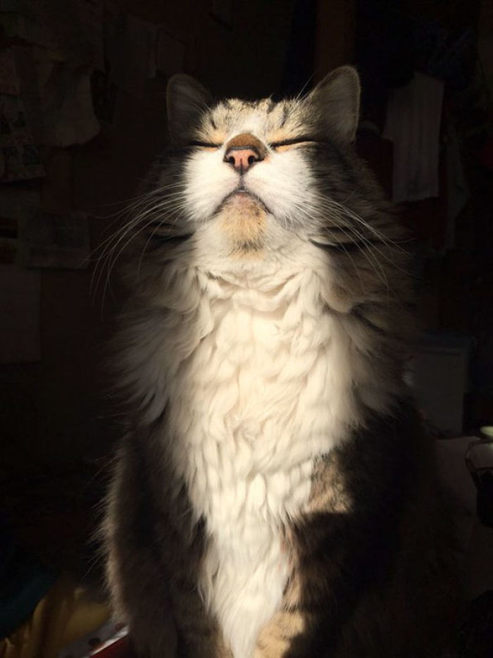 188 Cats Who Love Sun More Than Anything 188 Cats Who Love Sun More Than Anything