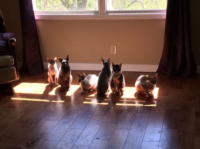 188 Cats Who Love Sun More Than Anything 188 Cats Who Love Sun More Than Anything
