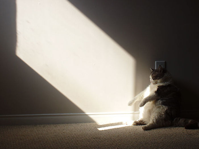 188 Cats Who Love Sun More Than Anything 188 Cats Who Love Sun More Than Anything