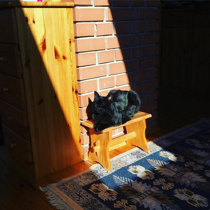 188 Cats Who Love Sun More Than Anything 188 Cats Who Love Sun More Than Anything