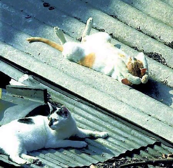 188 Cats Who Love Sun More Than Anything 188 Cats Who Love Sun More Than Anything