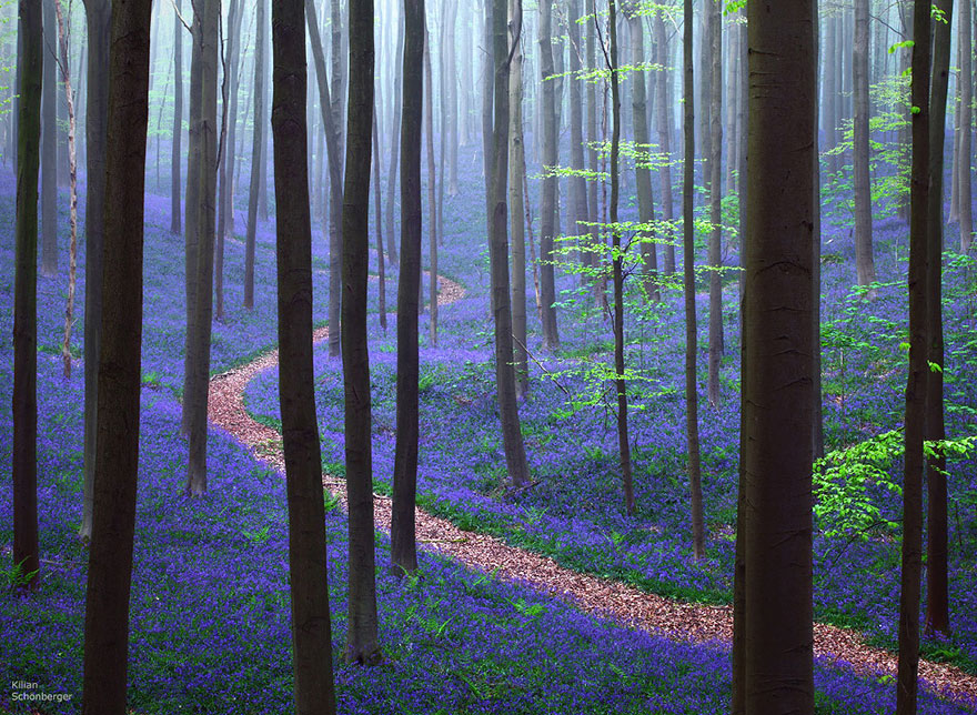 There’s A Mystical Forest In Belgium All Carpeted With Bluebell Flowers There’s A Mystical Forest In Belgium All Carpeted With Bluebell Flowers