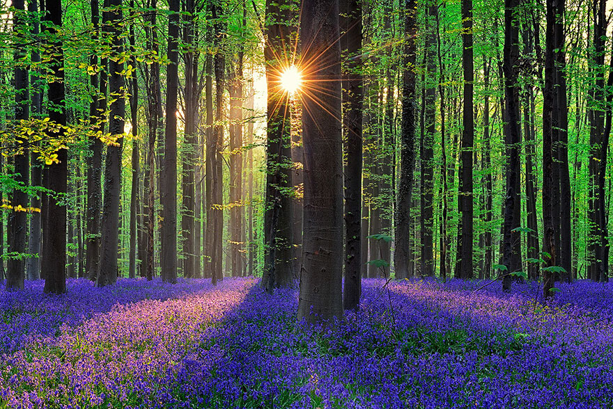 There’s A Mystical Forest In Belgium All Carpeted With Bluebell Flowers There’s A Mystical Forest In Belgium All Carpeted With Bluebell Flowers