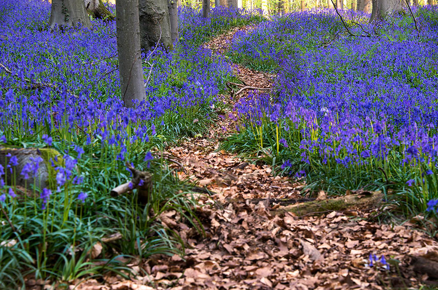 There’s A Mystical Forest In Belgium All Carpeted With Bluebell Flowers There’s A Mystical Forest In Belgium All Carpeted With Bluebell Flowers