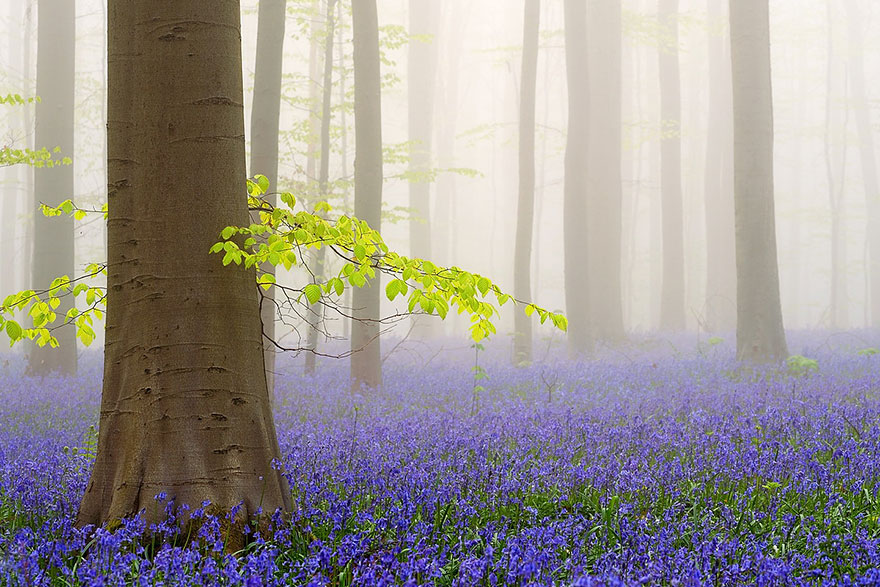 There’s A Mystical Forest In Belgium All Carpeted With Bluebell Flowers There’s A Mystical Forest In Belgium All Carpeted With Bluebell Flowers