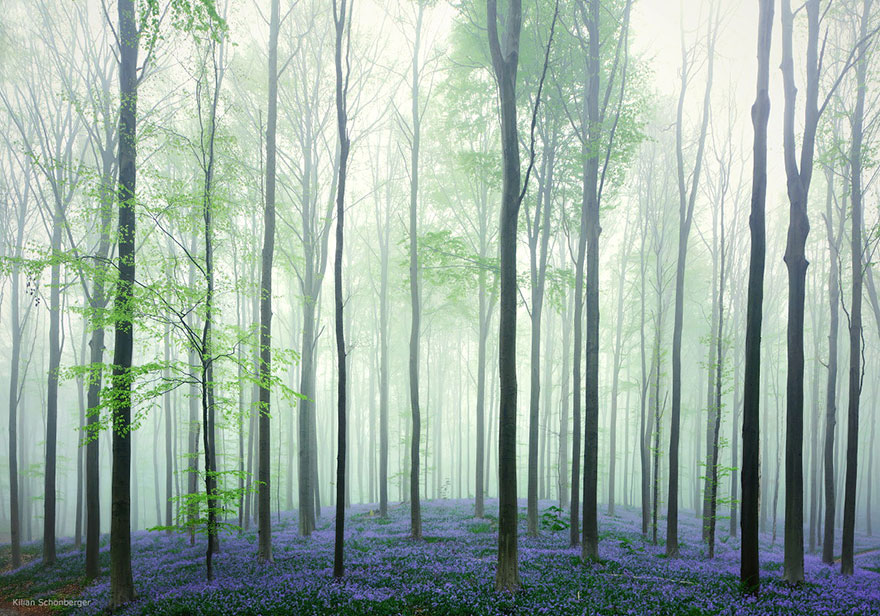 There’s A Mystical Forest In Belgium All Carpeted With Bluebell Flowers There’s A Mystical Forest In Belgium All Carpeted With Bluebell Flowers