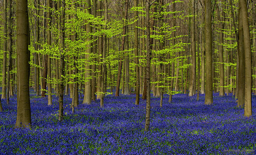 There’s A Mystical Forest In Belgium All Carpeted With Bluebell Flowers There’s A Mystical Forest In Belgium All Carpeted With Bluebell Flowers