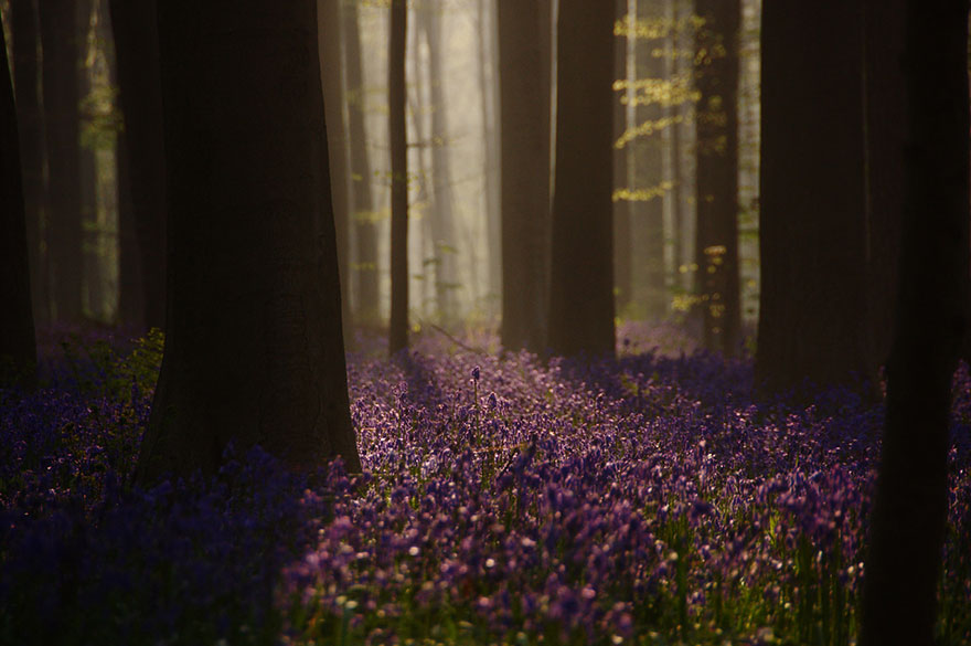 There’s A Mystical Forest In Belgium All Carpeted With Bluebell Flowers There’s A Mystical Forest In Belgium All Carpeted With Bluebell Flowers
