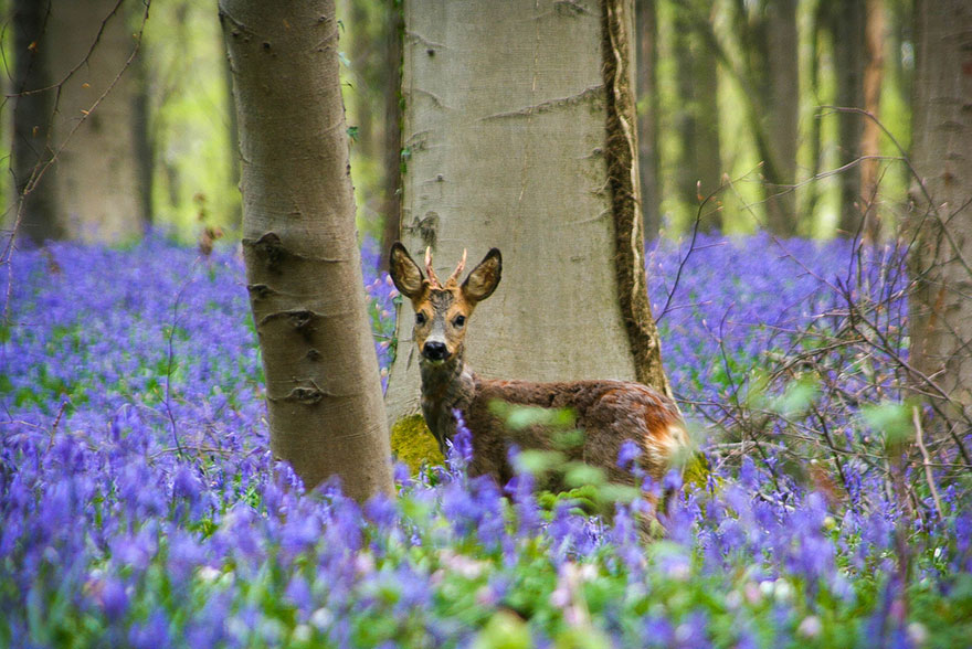 There’s A Mystical Forest In Belgium All Carpeted With Bluebell Flowers There’s A Mystical Forest In Belgium All Carpeted With Bluebell Flowers