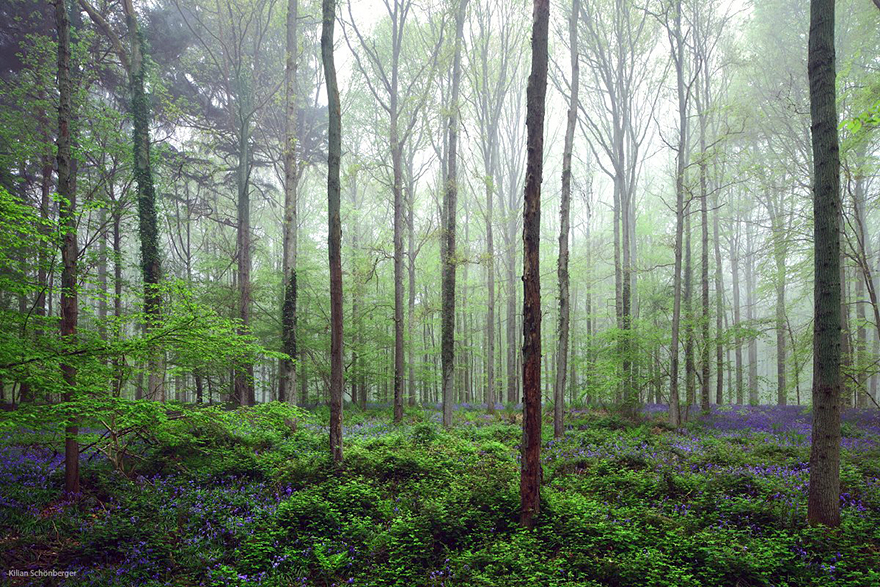 There’s A Mystical Forest In Belgium All Carpeted With Bluebell Flowers There’s A Mystical Forest In Belgium All Carpeted With Bluebell Flowers