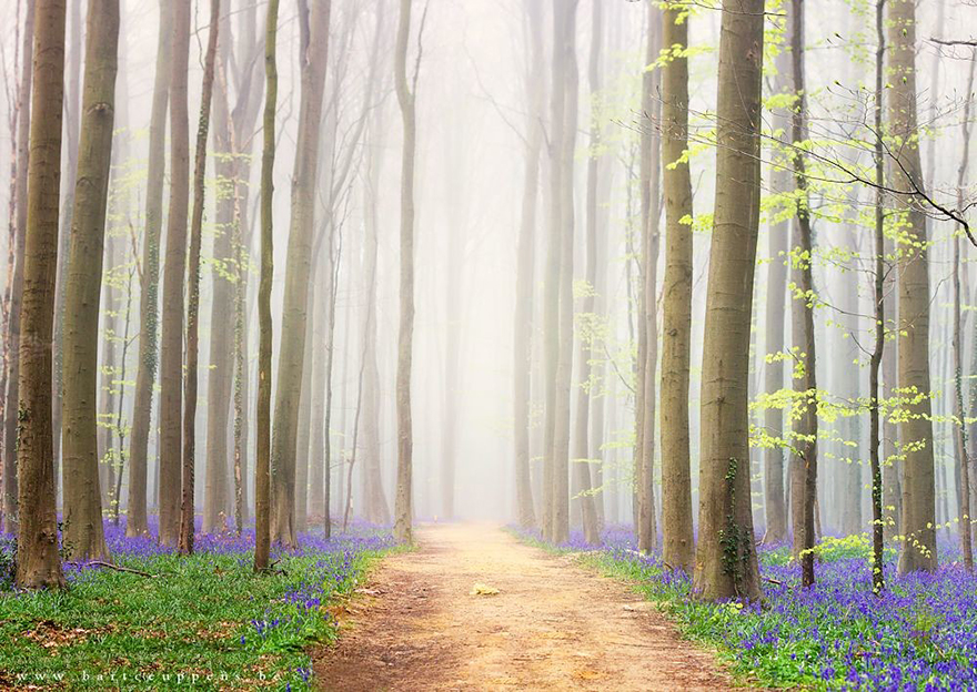 There’s A Mystical Forest In Belgium All Carpeted With Bluebell Flowers There’s A Mystical Forest In Belgium All Carpeted With Bluebell Flowers