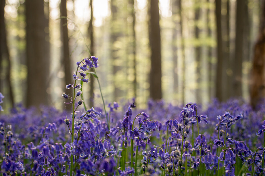 There’s A Mystical Forest In Belgium All Carpeted With Bluebell Flowers There’s A Mystical Forest In Belgium All Carpeted With Bluebell Flowers