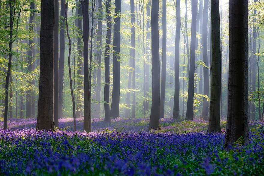There’s A Mystical Forest In Belgium All Carpeted With Bluebell Flowers There’s A Mystical Forest In Belgium All Carpeted With Bluebell Flowers