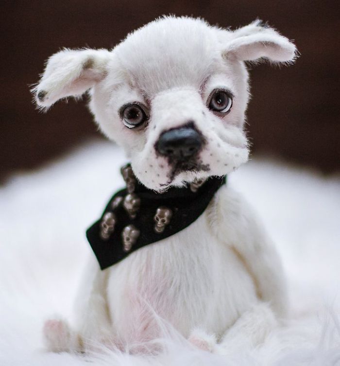 I Create Unique And Completely Handmade Dogs I Create Unique And Completely Handmade Dogs