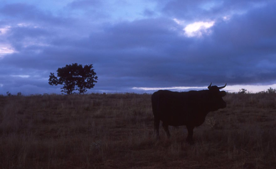 The Camino De Santiago -800 Kilometers Of An Ancient Pilgrimage Route The Camino De Santiago -800 Kilometers Of An Ancient Pilgrimage Route