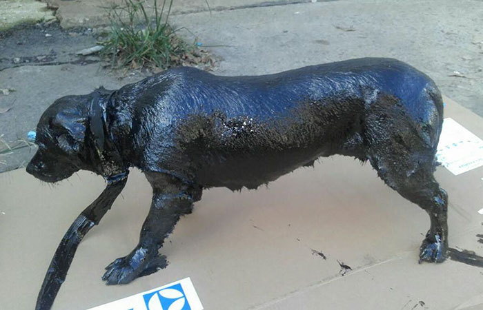 Two Boys Rescue A Dog All Covered In Tar, And Now He Looks As Good As New Two Boys Rescue A Dog All Covered In Tar, And Now He Looks As Good As New