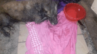 Two Boys Rescue A Dog All Covered In Tar, And Now He Looks As Good As New Two Boys Rescue A Dog All Covered In Tar, And Now He Looks As Good As New