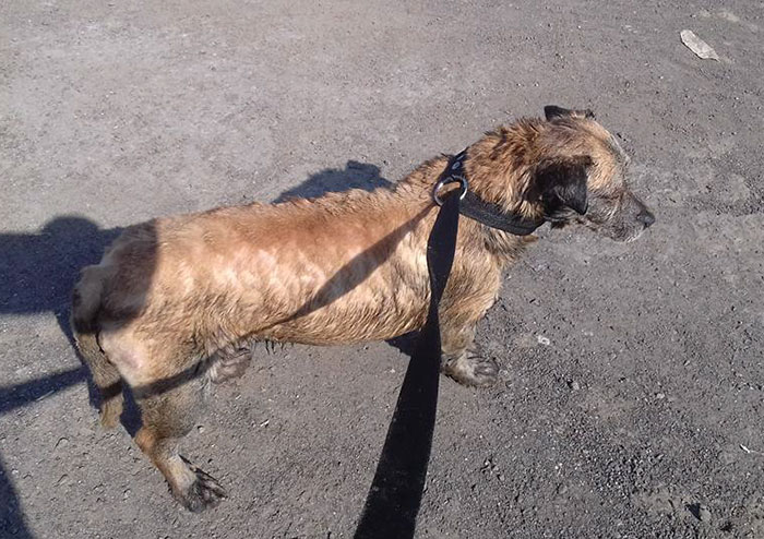 Two Boys Rescue A Dog All Covered In Tar, And Now He Looks As Good As New Two Boys Rescue A Dog All Covered In Tar, And Now He Looks As Good As New