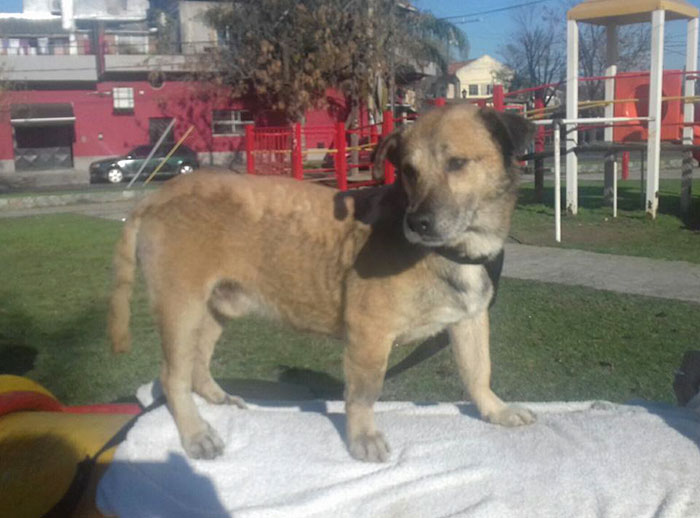 Two Boys Rescue A Dog All Covered In Tar, And Now He Looks As Good As New Two Boys Rescue A Dog All Covered In Tar, And Now He Looks As Good As New