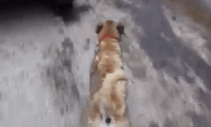 Two Boys Rescue A Dog All Covered In Tar, And Now He Looks As Good As New Two Boys Rescue A Dog All Covered In Tar, And Now He Looks As Good As New