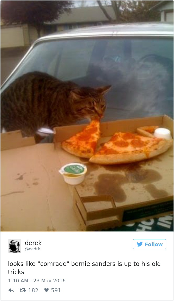 205 Funny Tweets By Derek