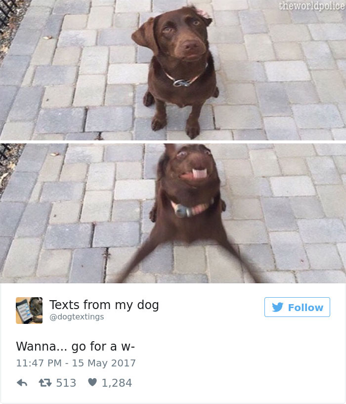 60 Funny Dog Tweets That Are Too Relatable 60 Funny Dog Tweets That Are Too Relatable