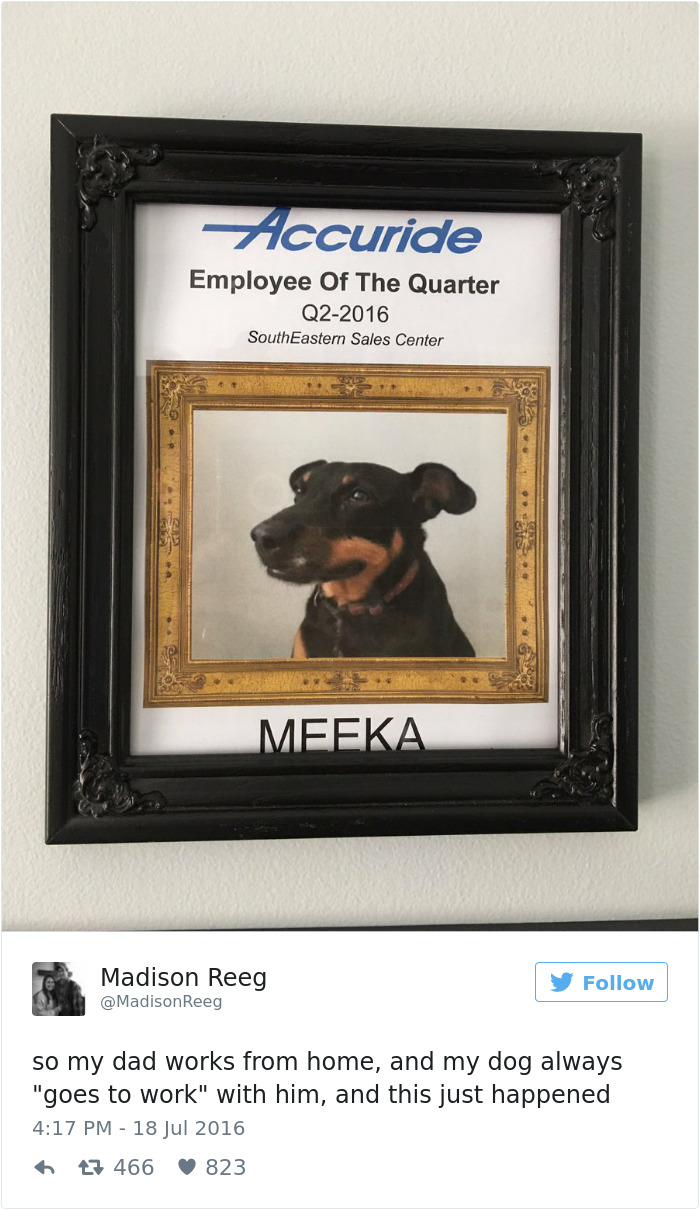 60 Funny Dog Tweets That Are Too Relatable 60 Funny Dog Tweets That Are Too Relatable